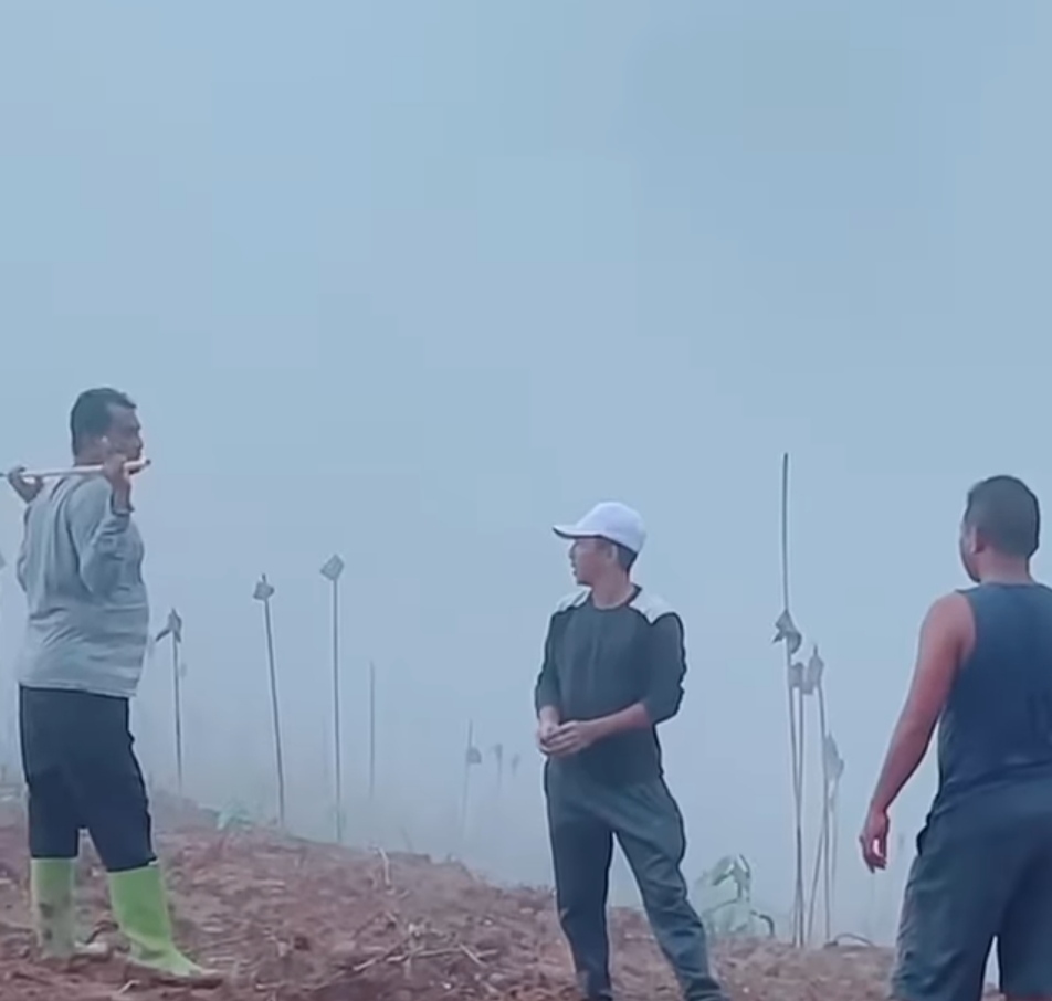 Foto tangkapan layar kebun coklat Bupati Kepulauan Sula, Hj. Fifian Adeningsi Mus